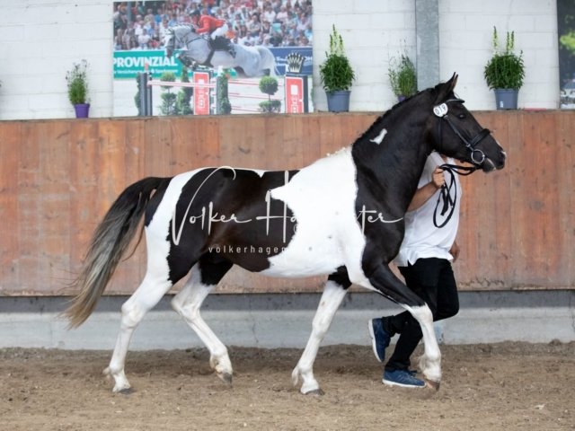 Grevenbroich ZfdP Körung 11