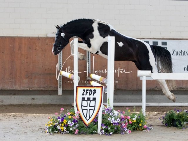 Grevenbroich ZfdP Körung 12