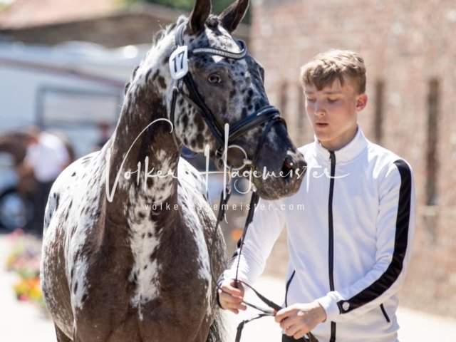 Grevenbroich ZfdP Körung 14