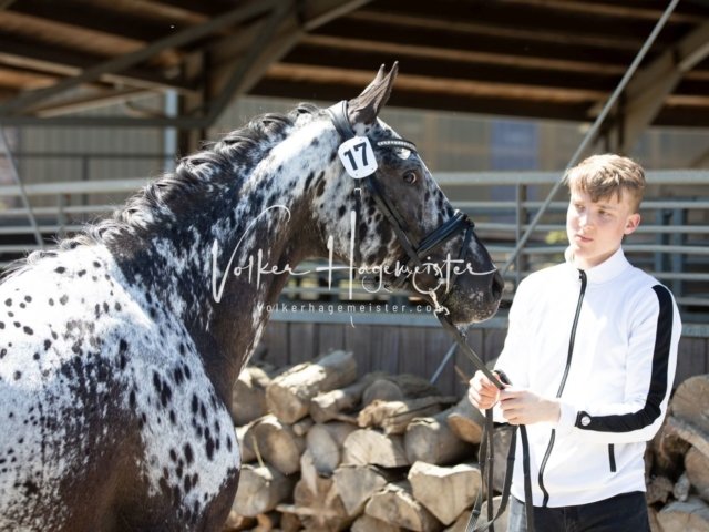 Grevenbroich ZfdP Körung 15