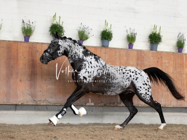 Grevenbroich ZfdP Körung 18