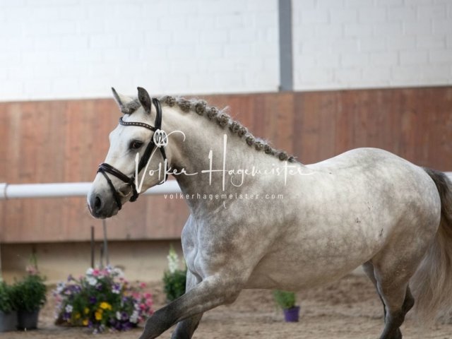 Grevenbroich ZfdP Körung 21