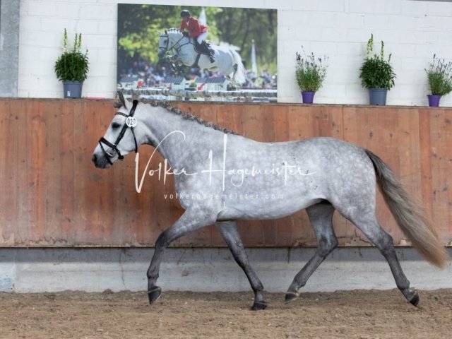 Grevenbroich ZfdP Körung 22