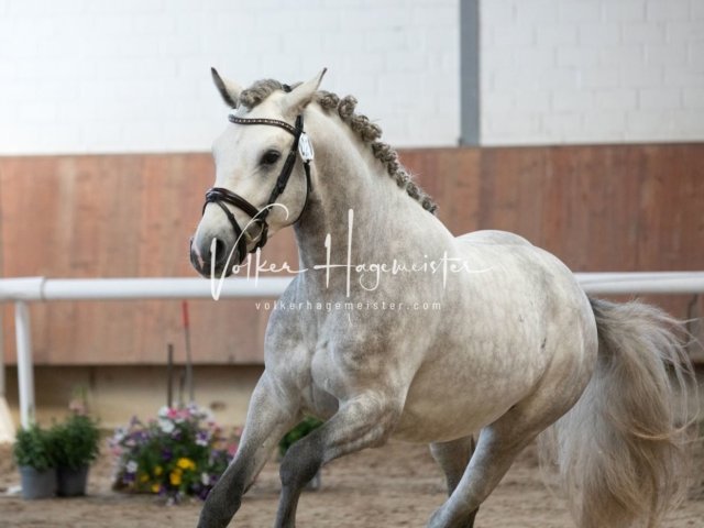 Grevenbroich ZfdP Körung 23