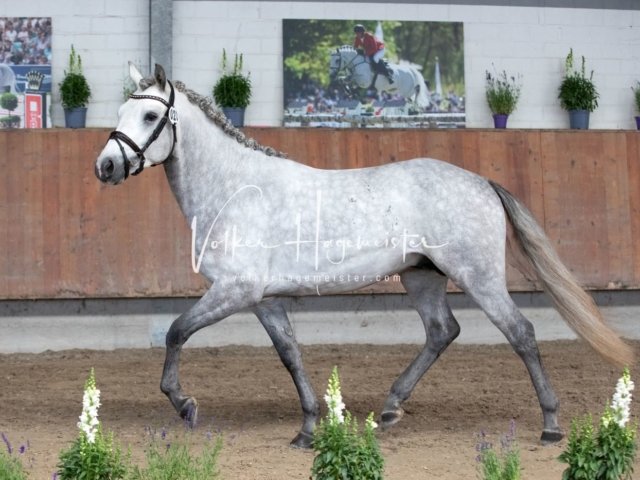 Grevenbroich ZfdP Körung 24