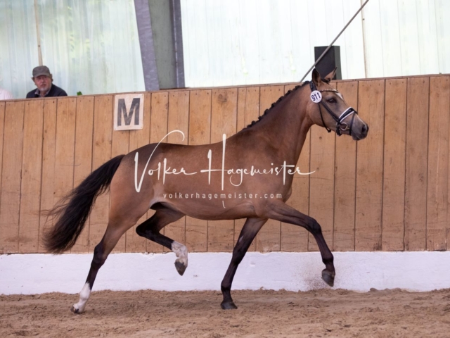 PSB Stuteneintragung Schönhorst 8
