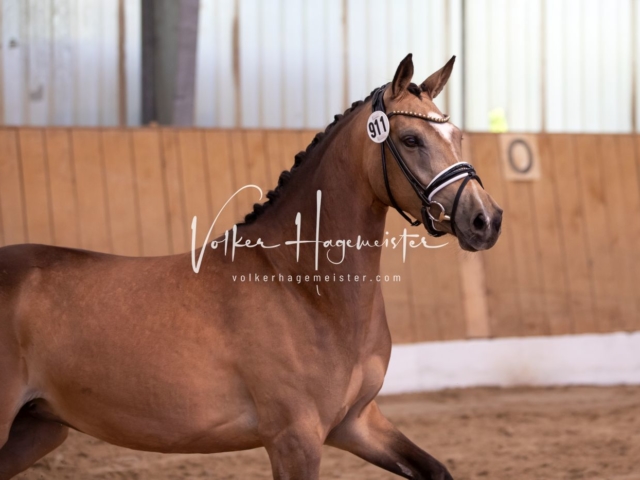 PSB Stuteneintragung Schönhorst 9