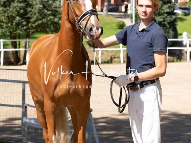 PSB Stuteneintragung Schönhorst 11