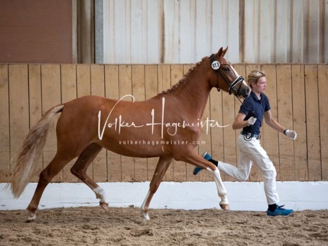 PSB Stuteneintragung Schönhorst 15