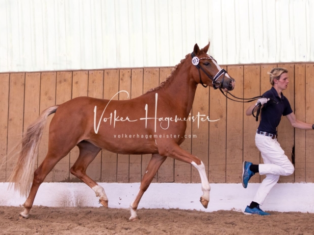 PSB Stuteneintragung Schönhorst 16