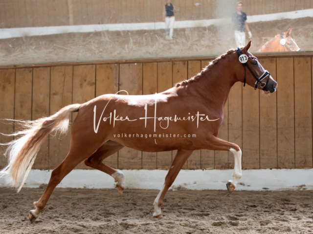 PSB Stuteneintragung Schönhorst 17