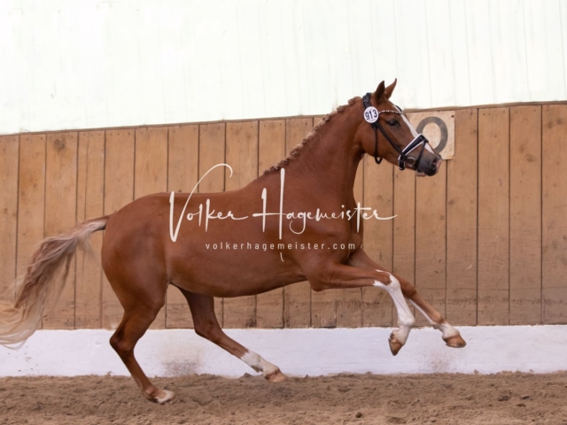 PSB Stuteneintragung Schönhorst 18