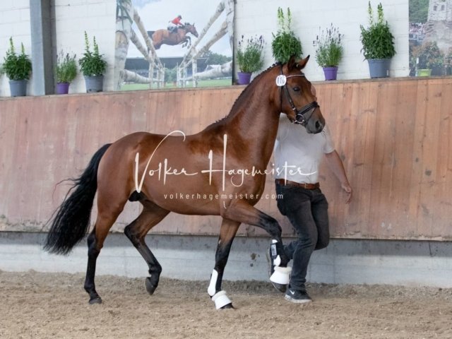 Grevenbroich ZfdP Körung 25