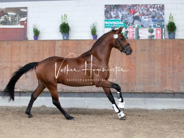 Grevenbroich ZfdP Körung 26