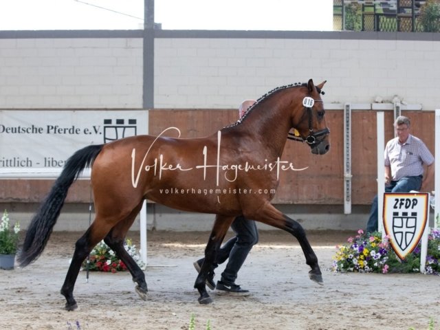 Grevenbroich ZfdP Körung 27