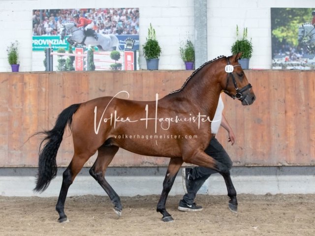 Grevenbroich ZfdP Körung 28