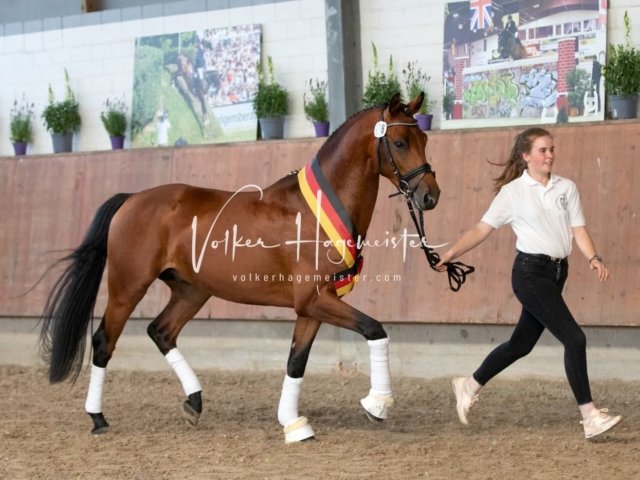 Grevenbroich ZfdP Körung 29