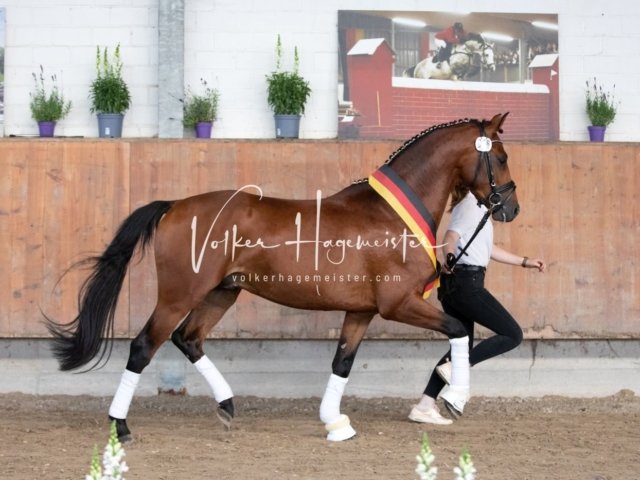 Grevenbroich ZfdP Körung 30