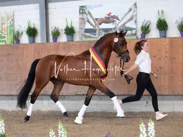 Grevenbroich ZfdP Körung 1