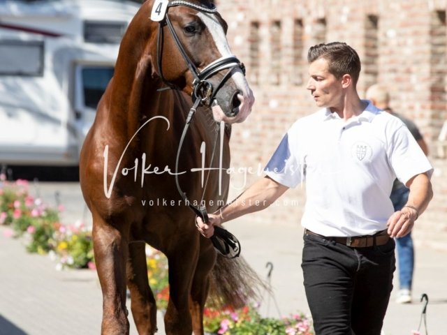 Grevenbroich ZfdP Körung 2