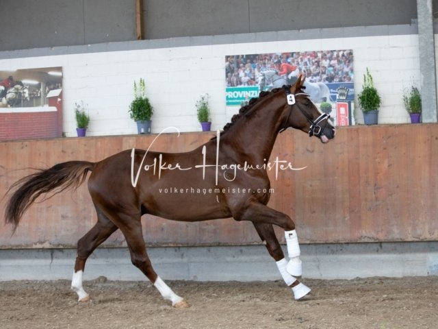 Grevenbroich ZfdP Körung 3