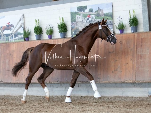 Grevenbroich ZfdP Körung 4