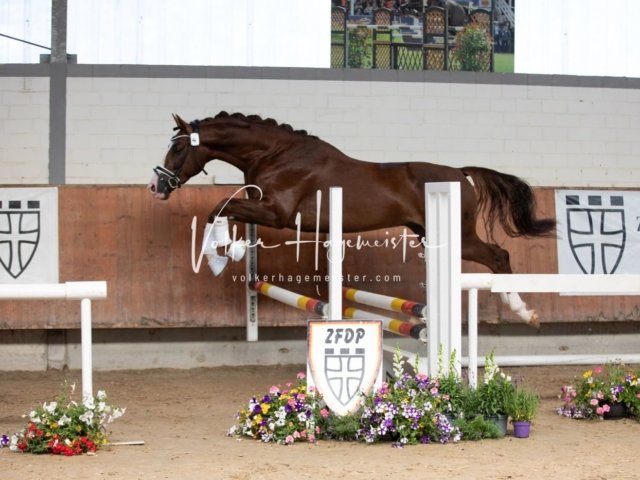 Grevenbroich ZfdP Körung 5