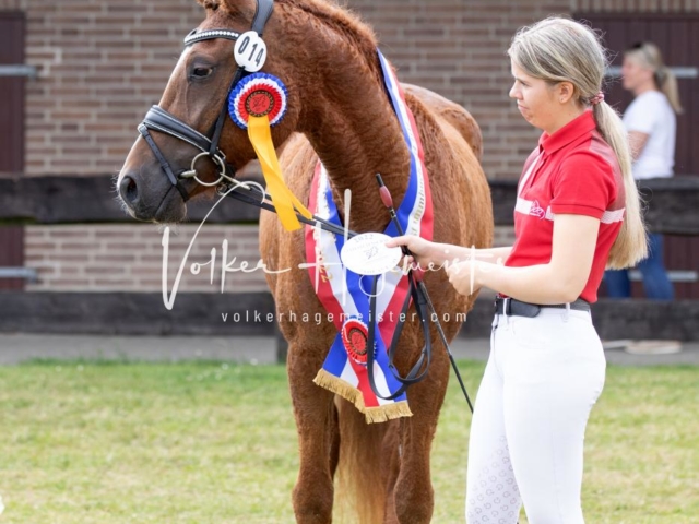 PSB Eliteschau Teil 1 Siegerstuten 7