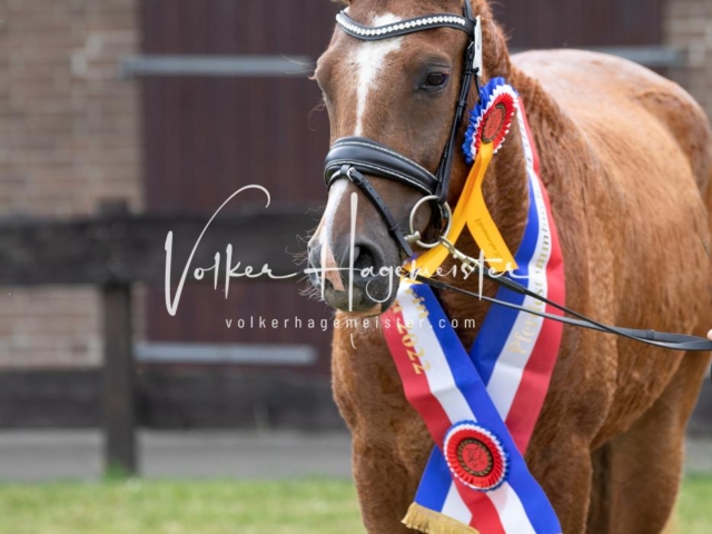 PSB Eliteschau Teil 1 Siegerstuten 8