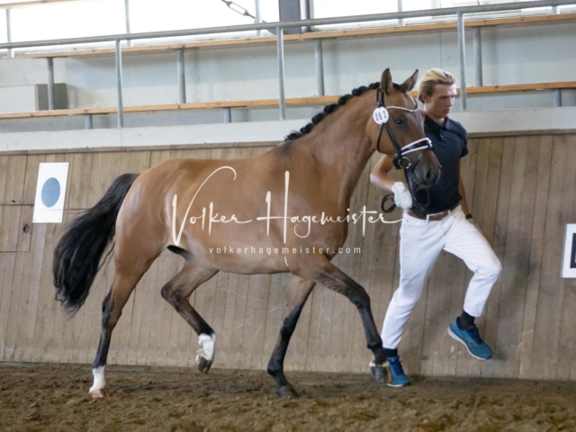 PSB Eliteschau Teil 2 1