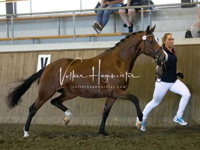 PSB Eliteschau Teil 2 2