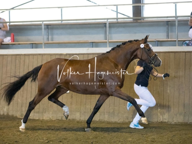 PSB Eliteschau Teil 2 3