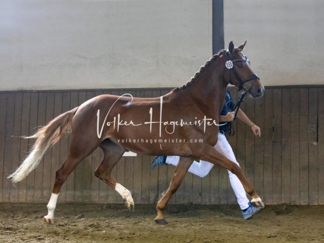 PSB Eliteschau Teil 2 4