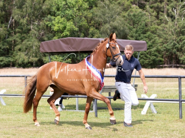 PSB Eliteschau Teil 1 Siegerstuten 9