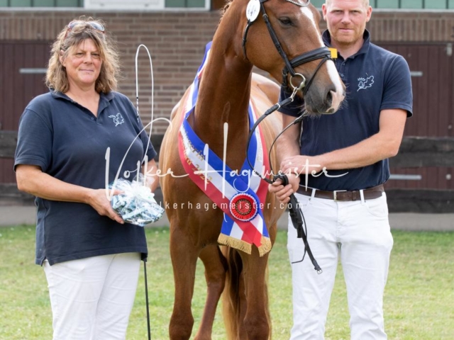 PSB Eliteschau Teil 1 Siegerstuten 11