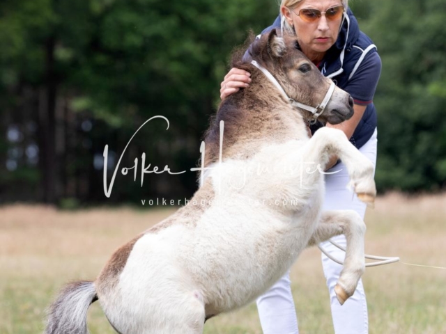 PSB Eliteschau Elite-Auszeichnungen 2