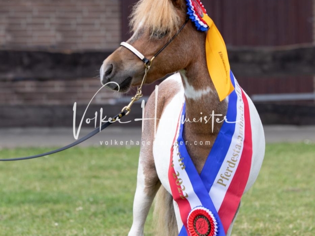 PSB Eliteschau Teil 1 Siegerstuten 13
