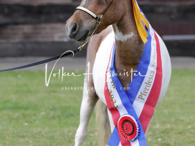 PSB Eliteschau Teil 1 Siegerstuten 14
