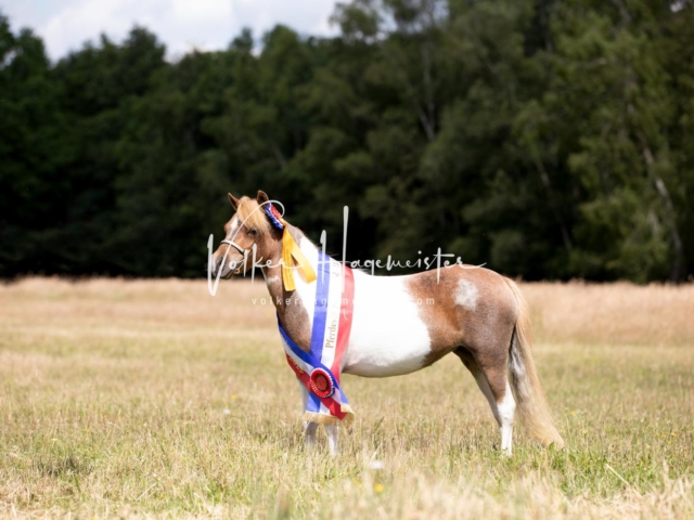PSB Eliteschau Teil 1 Siegerstuten 15
