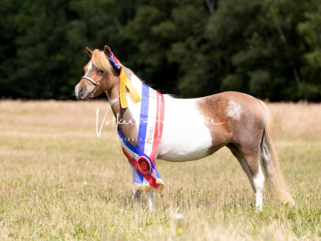 PSB Eliteschau Teil 1 Siegerstuten 16