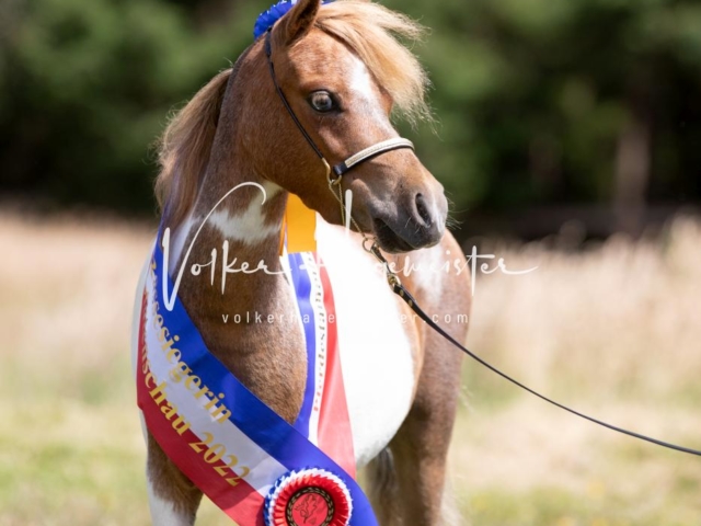 PSB Eliteschau Teil 1 Siegerstuten 17