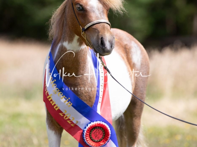 PSB Eliteschau Teil 1 Siegerstuten 18