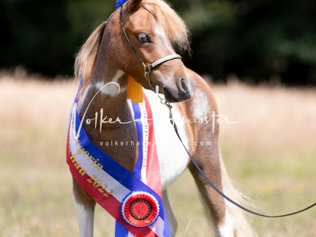 PSB Eliteschau Teil 1 Siegerstuten 19