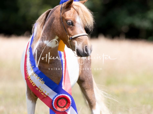 PSB Eliteschau Teil 1 Siegerstuten 20