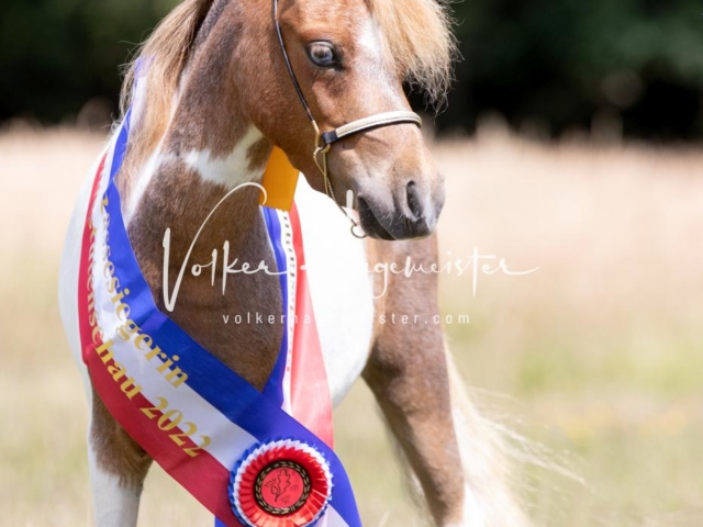 PSB Eliteschau Teil 1 Siegerstuten 21