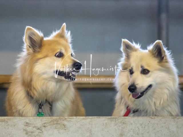 PSB Eliteschau Teil 1 Siegerstuten 22