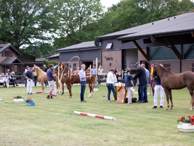 PSB Eliteschau Teil 1 Siegerstuten 28