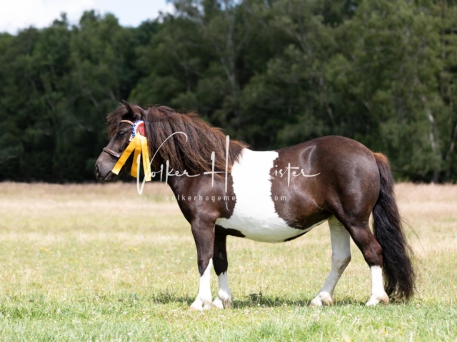 PSB Eliteschau Teil 1 Siegerstuten 3