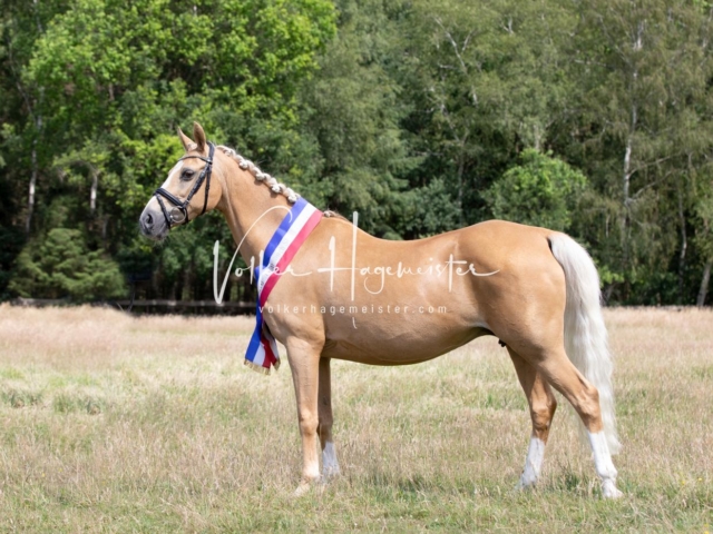 PSB Eliteschau Elite-Auszeichnungen 3