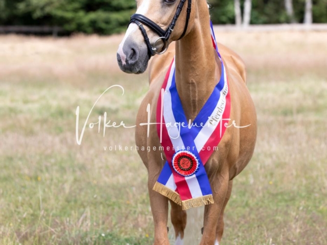 PSB Eliteschau Elite-Auszeichnungen 4